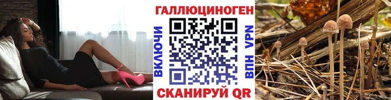 Псилоцибиновые грибы Psilocybe  блэк спрут как войти  Покровск 